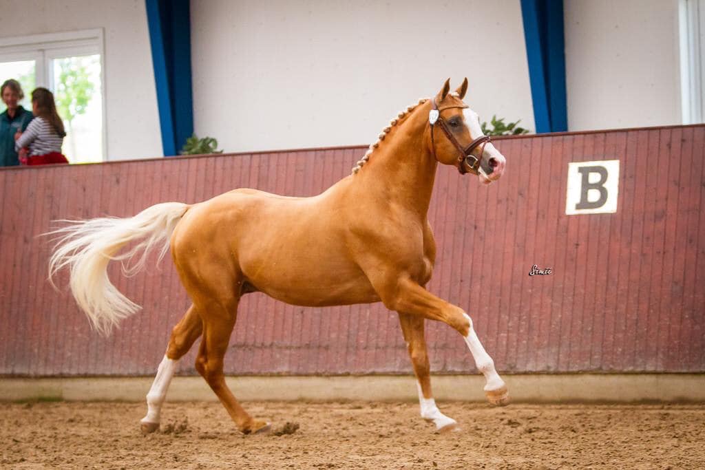 Palomino Warmblood Stallion